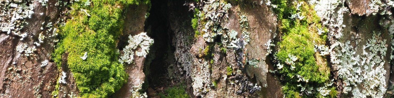slideshow banner