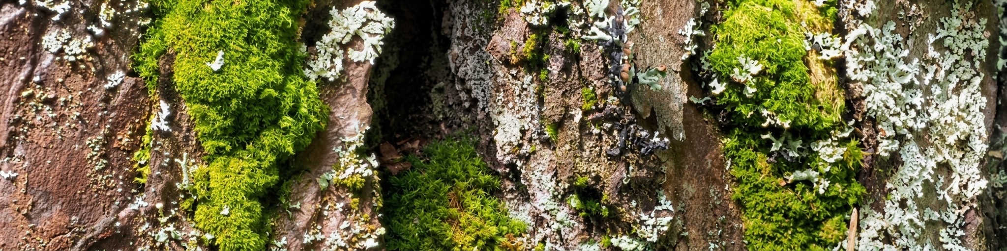 slideshow banner