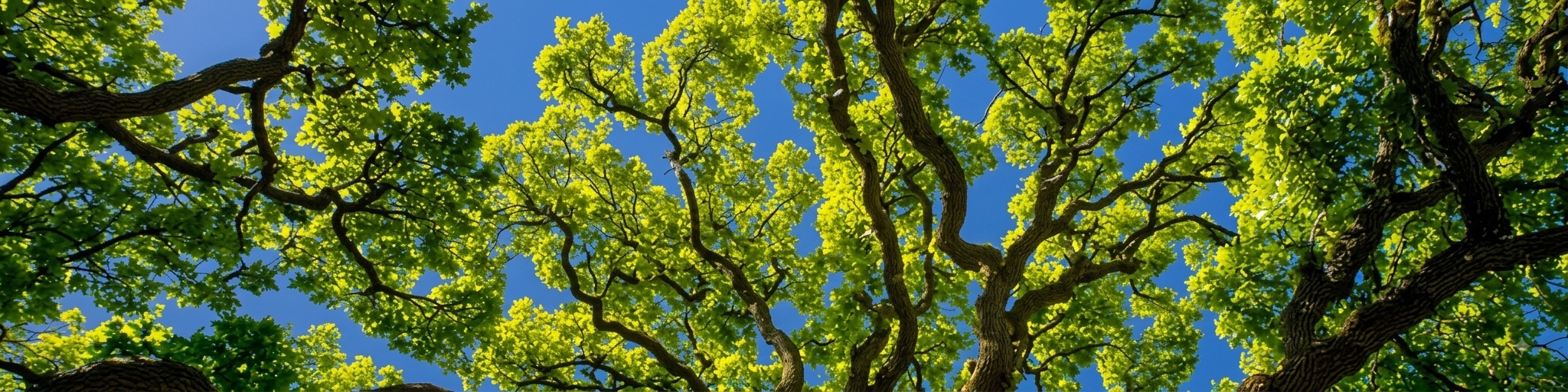 slideshow banner