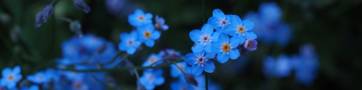 slideshow banner