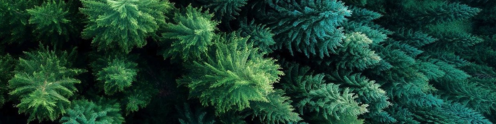 slideshow banner